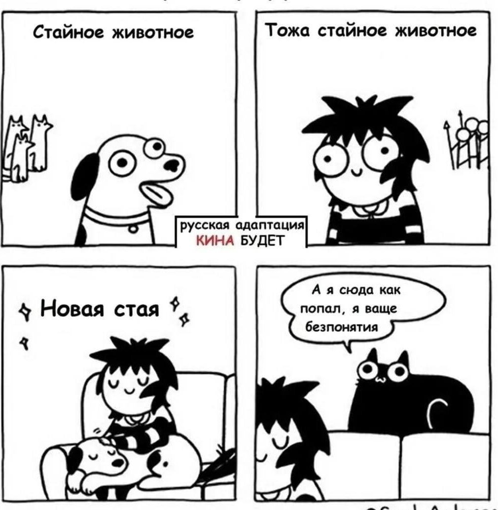 Стайное животное
Тоже стайное животное
Новая стая
А я сюда как попала, а ваше безмолвие