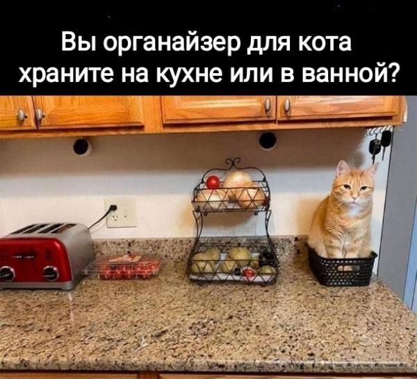 Вы органайзер для кота храните на кухне или в ванной?