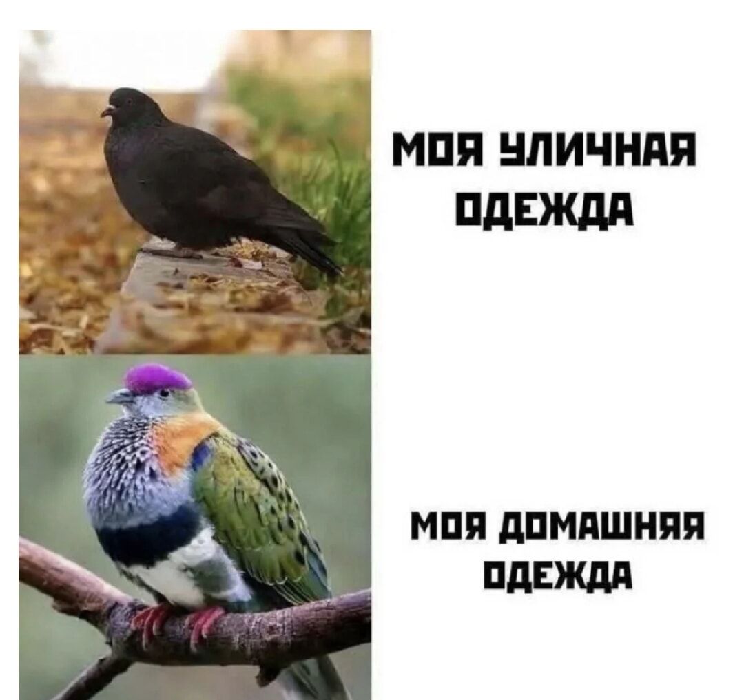 МОЯ УЛИЧНАЯ ОДЕЖДА
МОЯ ДОМАШНЯЯ ОДЕЖДА