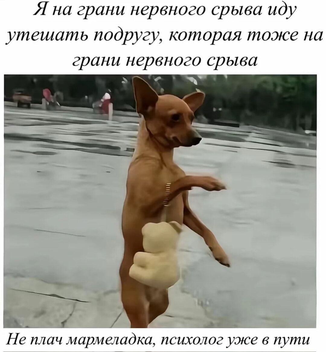 Я на грани нервного срыва иду утешать подругу, которая тоже на грани нервного срыва
Не плачь мармеладка, психолог уже в пути