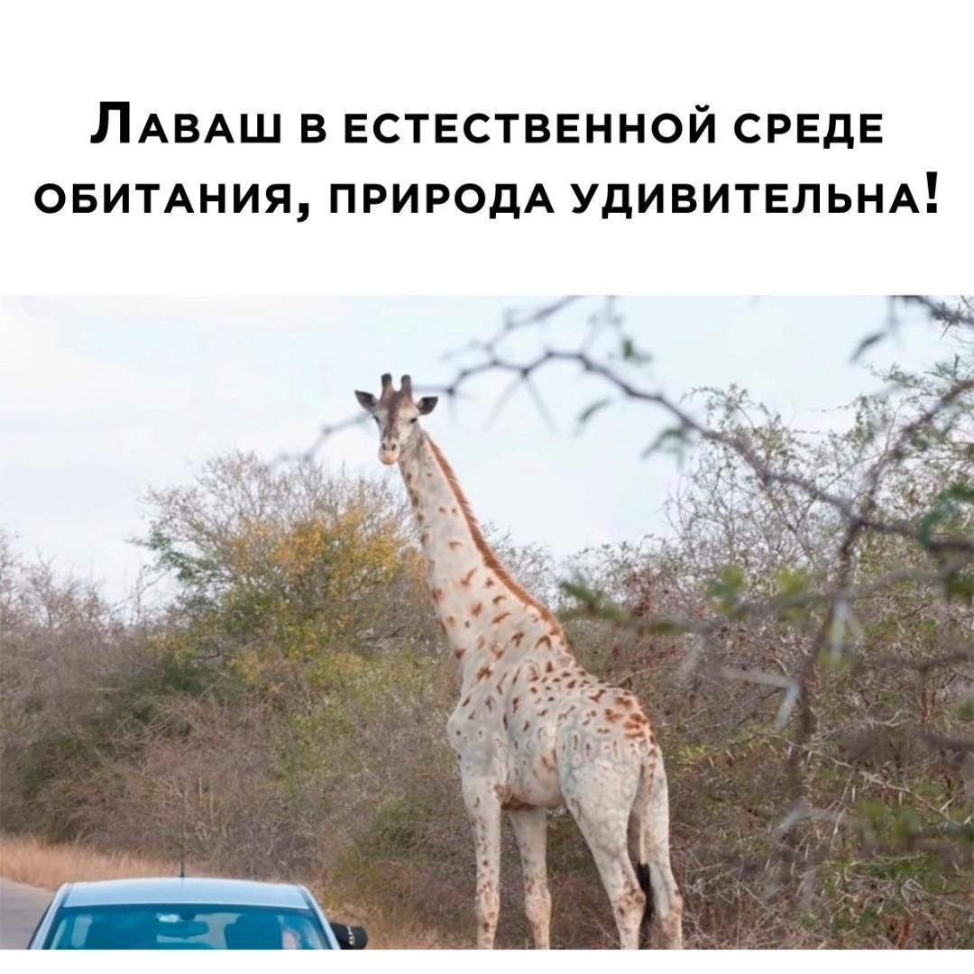 Лаваш в естественной среде обитания, природа удивительна!