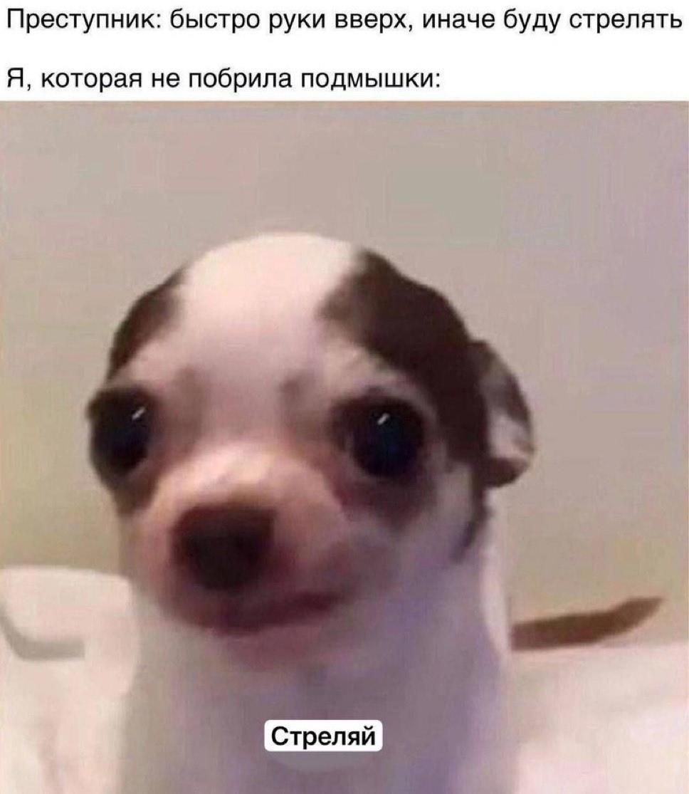 Преступник: быстро руки вверх, иначе буду стрелять
Я, которая не побрила подмышки: