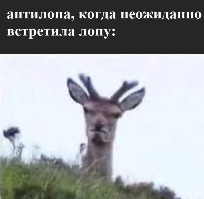 антилопа, когда неожиданно встретила лопу: