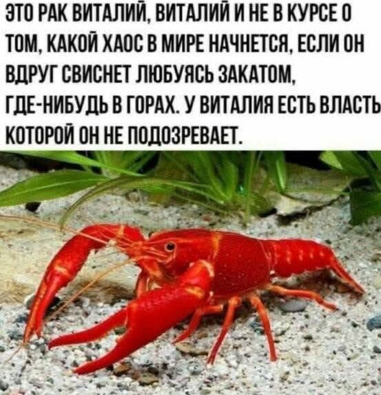 ЭТО РАК ВИТАЛИЙ, ВИТАЛИЙ И НЕ В КУРСЕ О ТОМ, КАКОЙ ХАОС В МИРЕ НАЧНЕТСЯ, ЕСЛИ ОН ВДРУГ СВИСНЕТ ЛЮБУЯСЬ ЗАКАТОМ, ГДЕ-НИБУДЬ В ГОРАХ. У ВИТАЛИЯ ЕСТЬ ВЛАСТЬ КОТОРОЙ ОН НЕ ПОДОЗРЕВАЕТ.