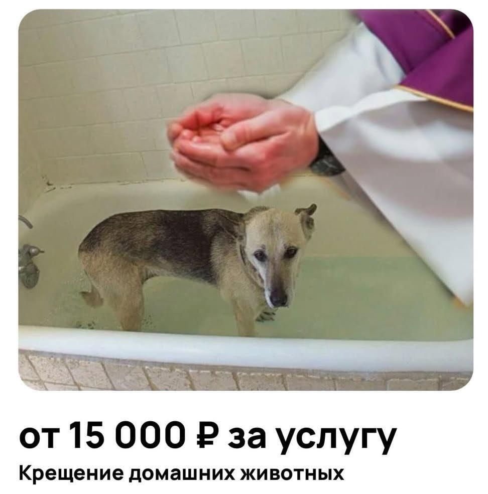 ОТ 15 000 ₽ за услугу Крестение домашних животных