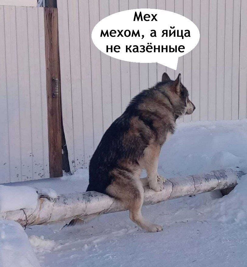Мех мехом, а яйца не казённые