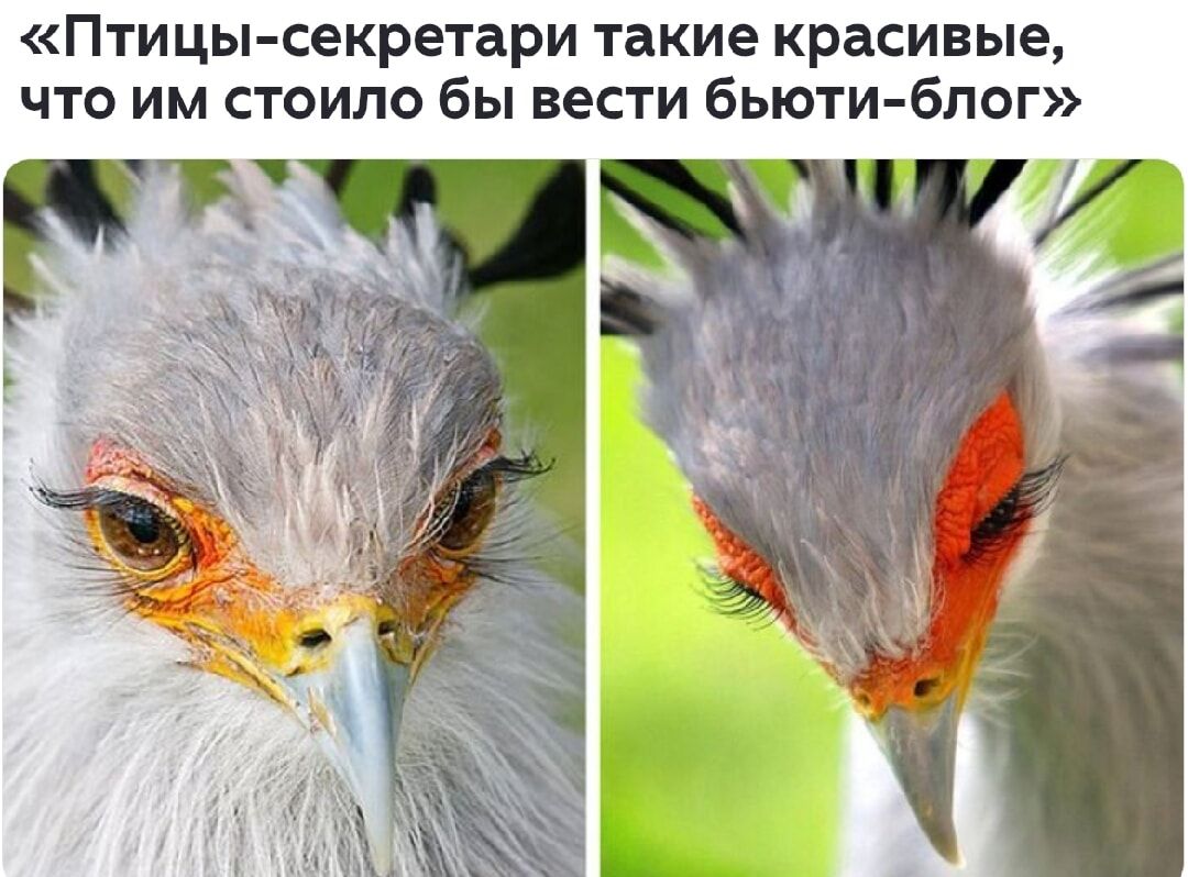 «Птицы-секретари такие красивые, что им стоило бы вести бьюти-блог»