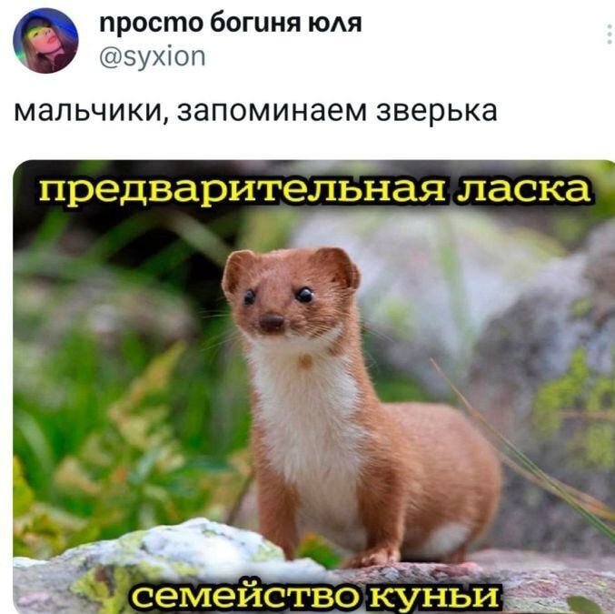 мальчики, запоминаем зверька
предварительная ласка
семейство куньи