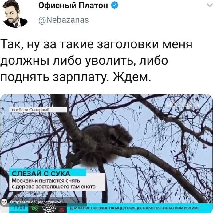 Так, ну за такие заголовки меня должны либо уволить, либо поднять зарплату. Ждем. Слезай с сука. Москвичи пытаются снять с дерева застрявшего там енота