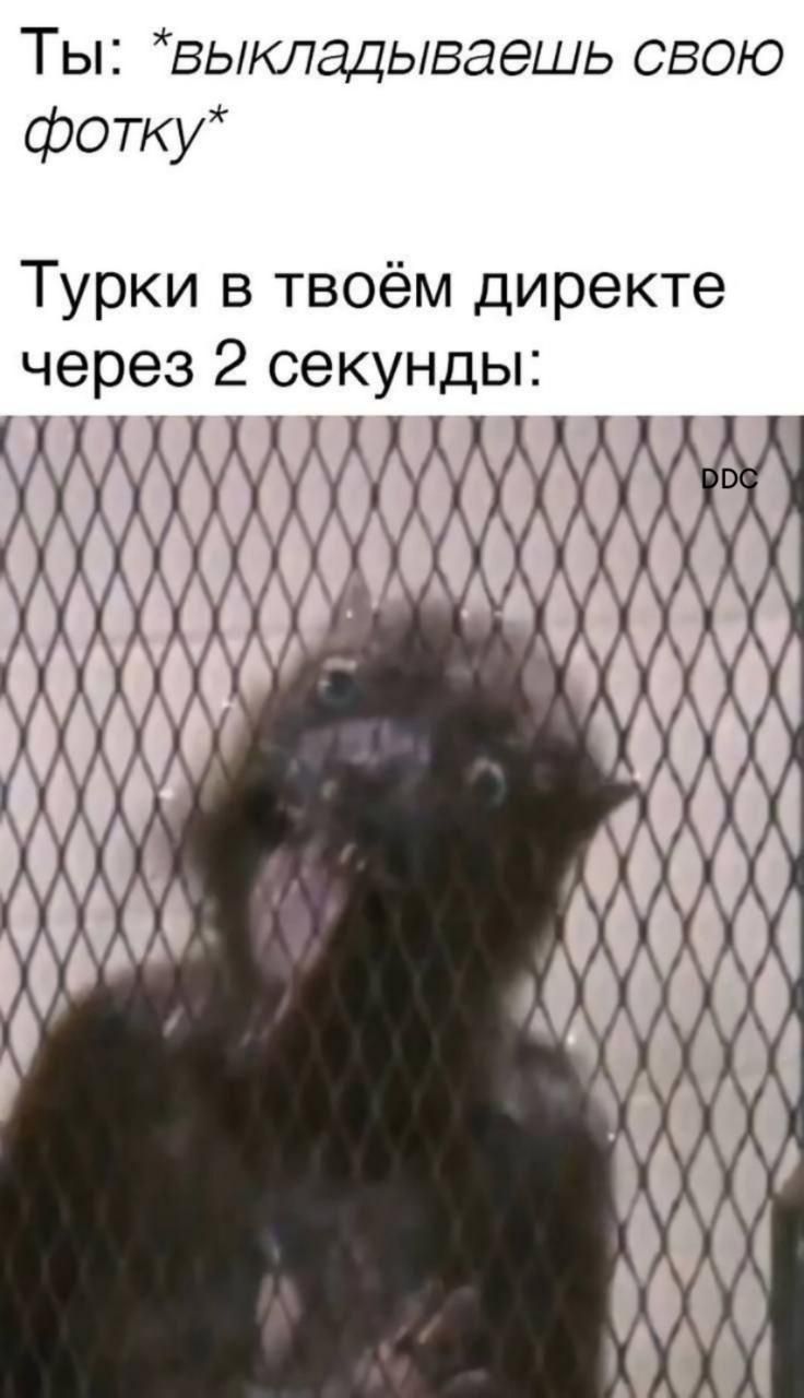 Ты: *вкладываешь свою фотку* Турки в твоём директе через 2 секунды: