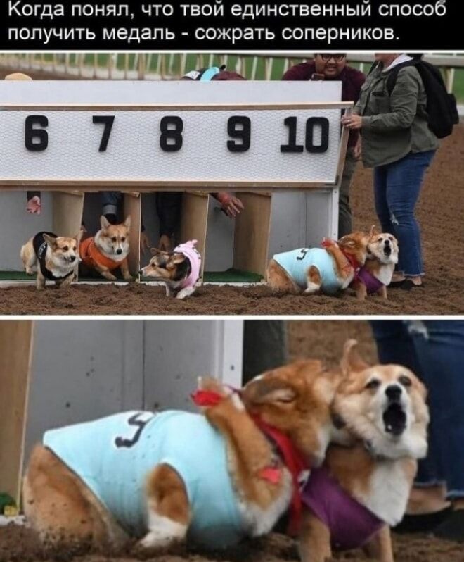 Когда понял, что твой единственный способ получить медаль - сожрать соперников.