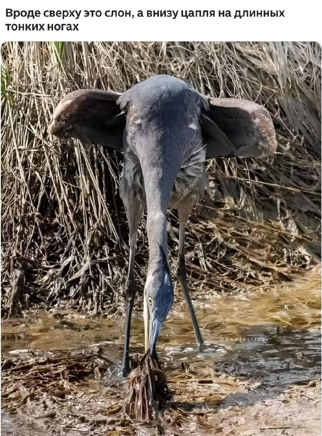 Вроде сверху это слон, а снизу цапля на длинных тонких ногах