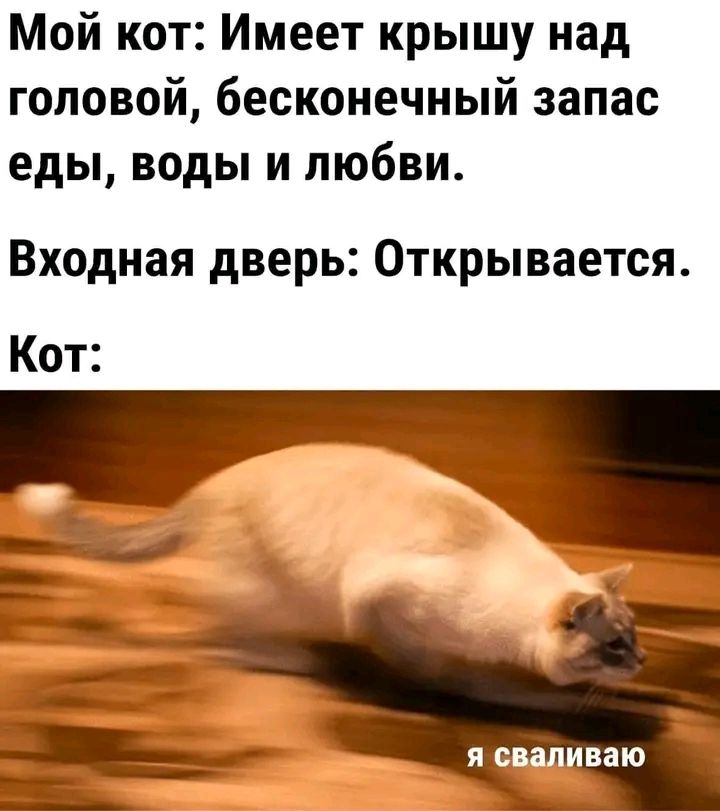 Мой кот: Имеет крышу над головой, бескончный запас еды, воды и любви. Входная дверь: Открывается. Кот: я сваливаю