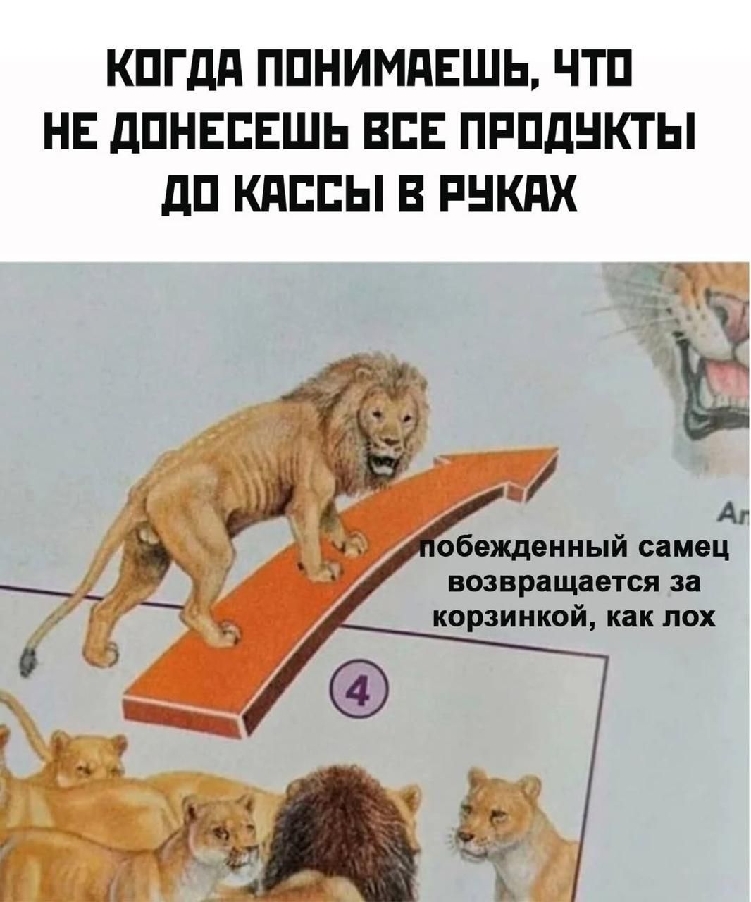 КОДА ПОНИМАЕШЬ, ЧТО НЕ ДОнесешь ВСЕ ПРОДУКТЫ ДО КАССЫ В РУКАХ
побеждённый самец возвращается за корзинкой, как лох