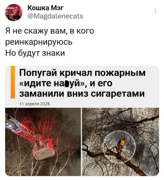 Я не скажу вам, в кого реинкарнируюсь Но будут знаки Попугай кричал пожарным «идите на***й», и его заманили вниз сигаретами