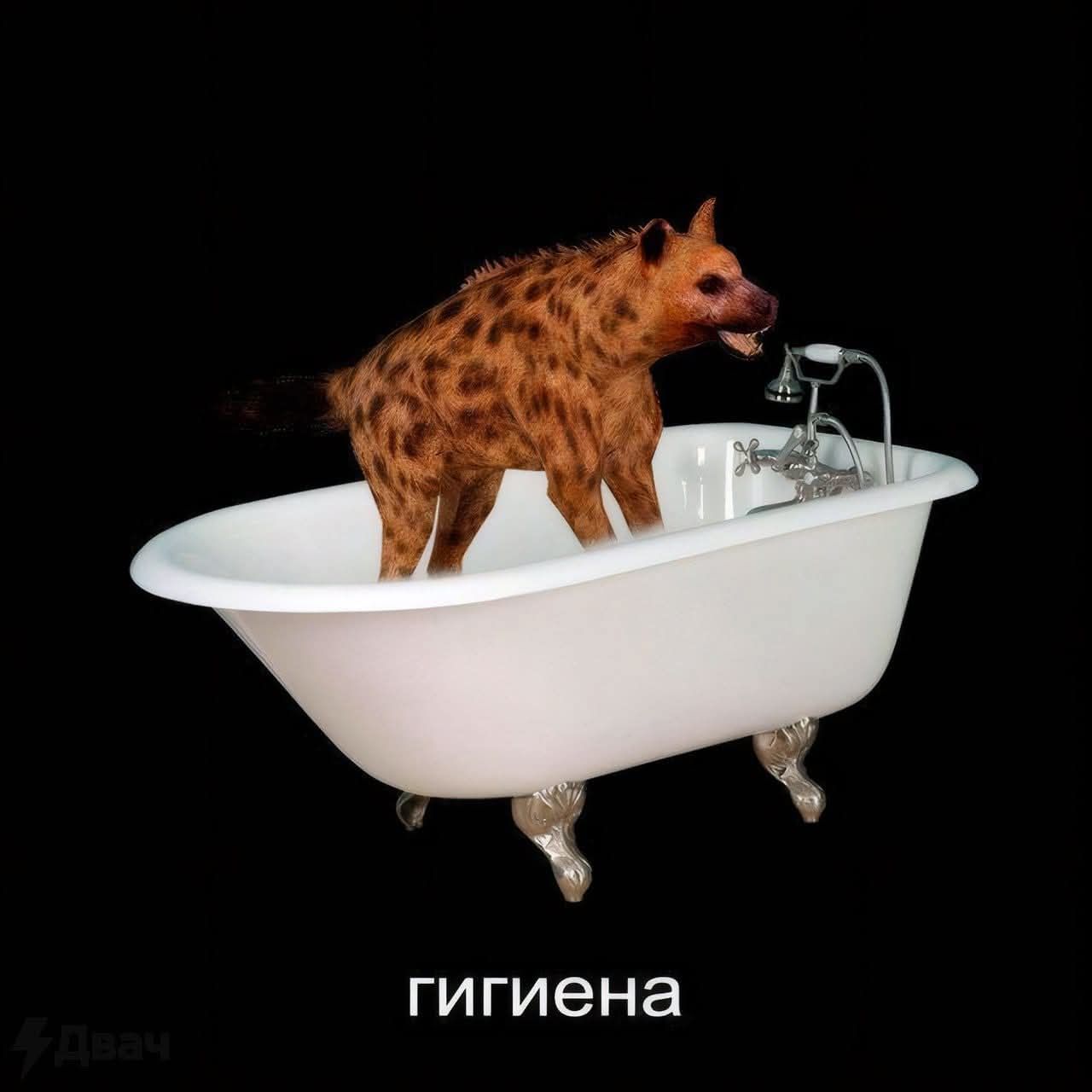гигиена