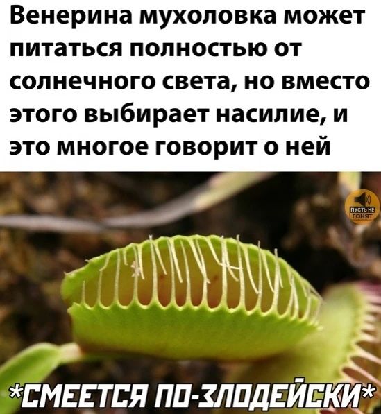 Венерина мухоловка может питаться полностью от солнечного света, но вместо этого выбирает насилие, и это многое говорит о ней *СМЕЕТСЯ ПО-ЗЛОДЕЙСКИ*