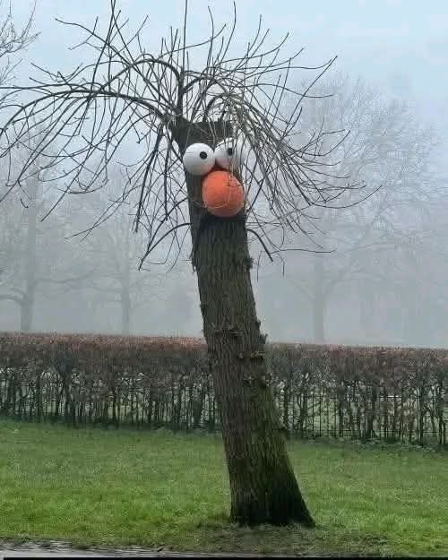 Странное дерево в парке с глазами и ярко-оранковым носом, словно персонаж