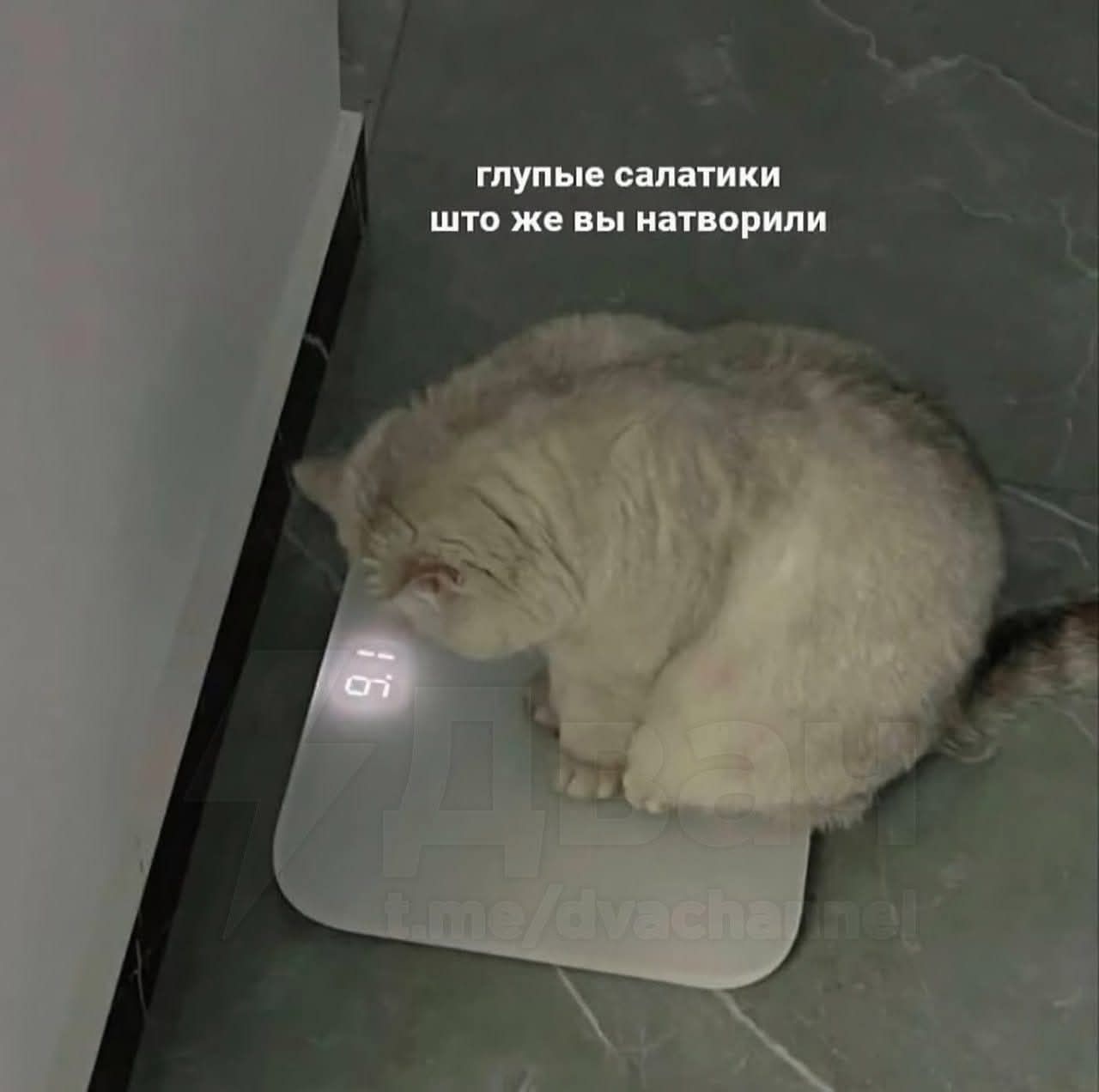 глупые салатики что же вы натворили