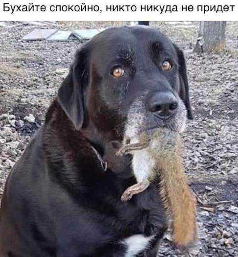 Бухайте спокойно, никто никуда не придет