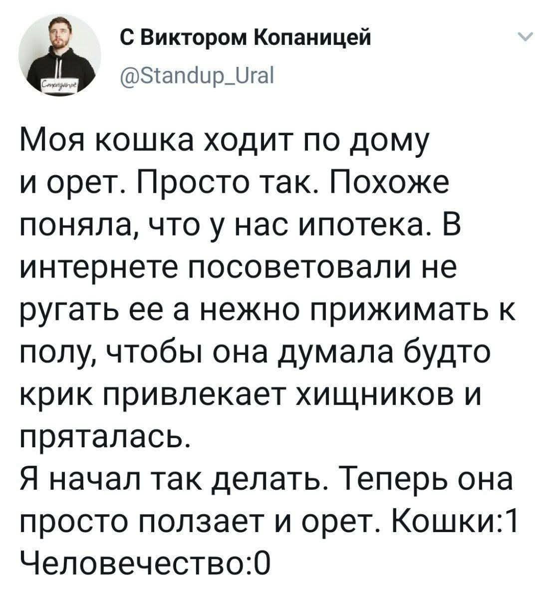 Моя кошка ходит по дому и орет. Просто так. Похоже поняла, что у нас ипотека. В интернете посоветовали не ругать её а нежно прижимать к полу, чтобы она думала будто крик привлекает хищников и пряталась. Я начал так делать. Теперь она просто пользает и орет. Кошки:1 Человечество:0