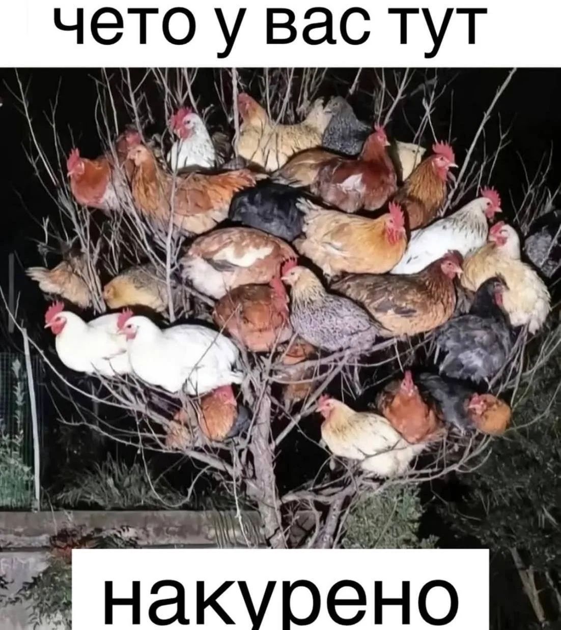 чето у вас тут накурено