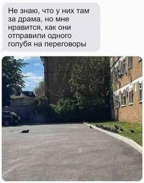 Не знаю, что у них там за драма, но мне нравится, как они отправили одного голубя на переговоры