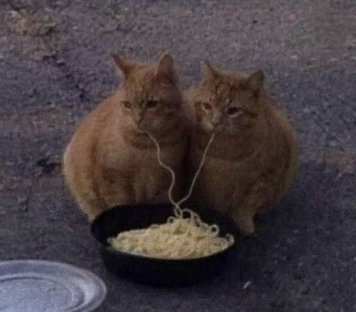 Две кошки едят лапшу из сковороды на улице