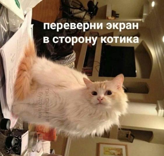 переверни экран в сторону котика