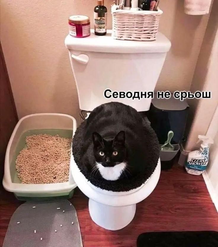 Сегодня не ср... (can't точно распознать текст)