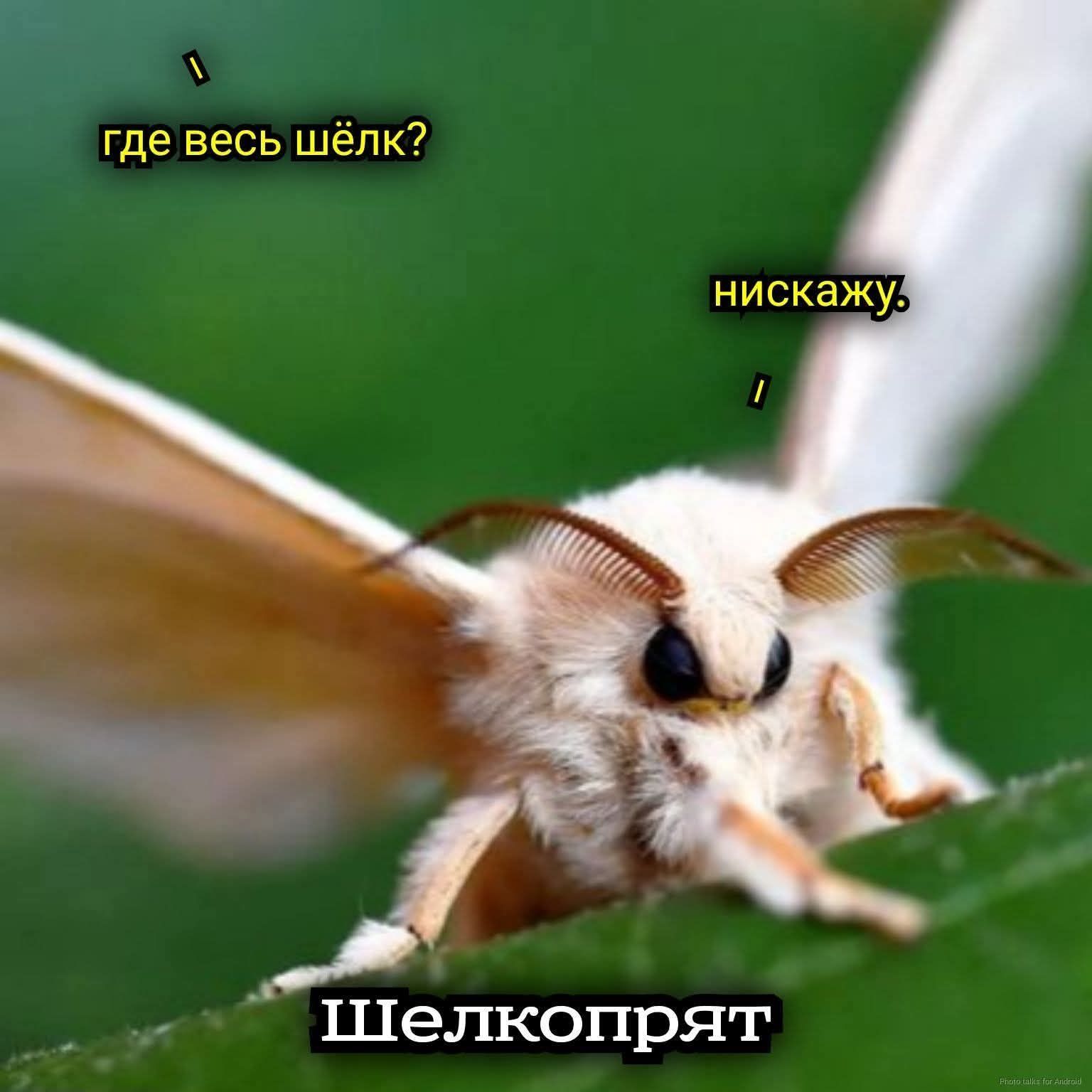 где весь шёлк?
нискажу,
Шелкопрят