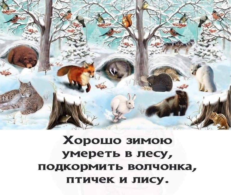 Хорошо зимой умереть в лесу, подкормить волчонка, птичек и лису.