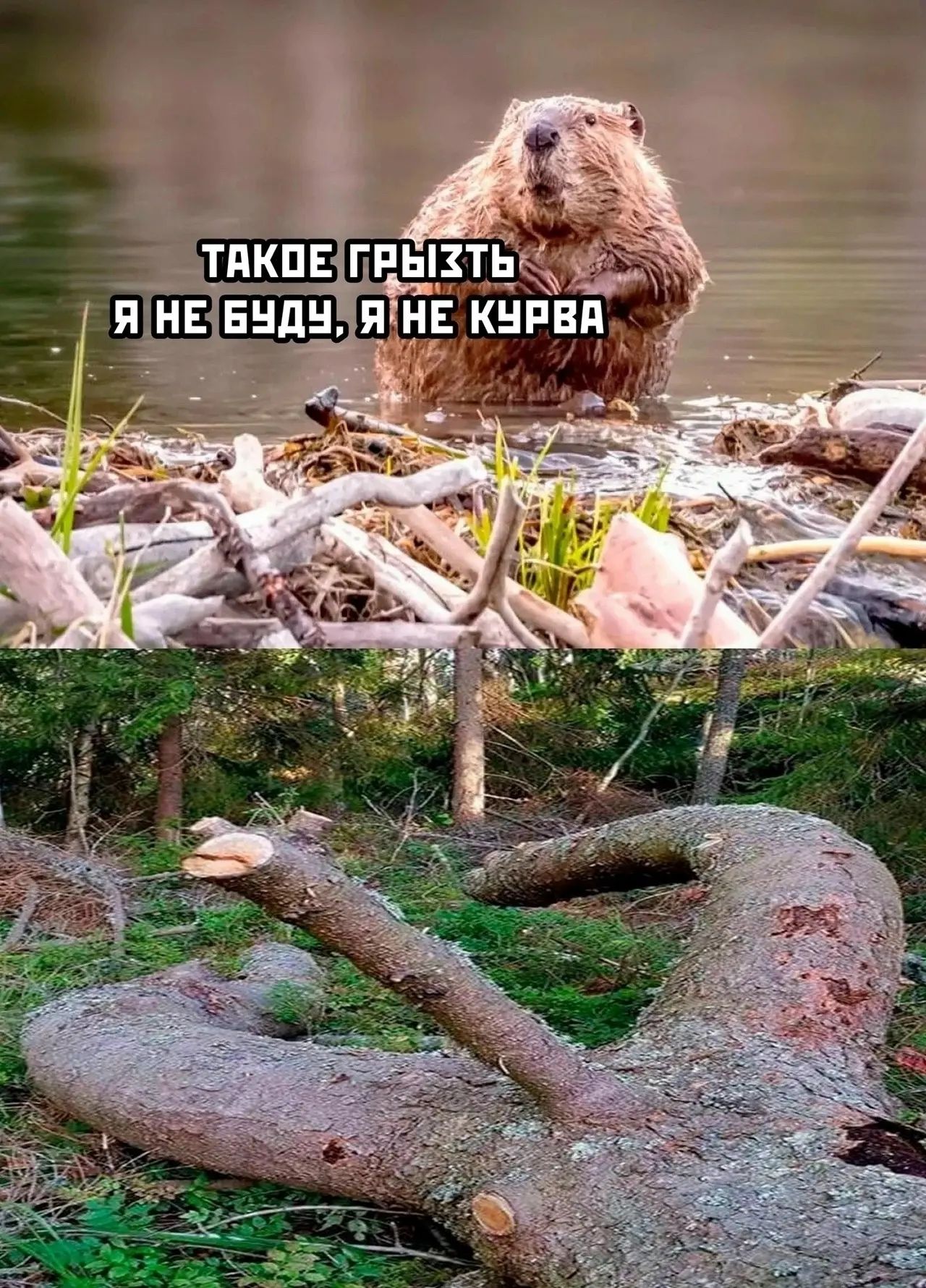 ТАКОЕ ГРЫЗТЬ Я НЕ БУДУ, Я НЕ КУРВА