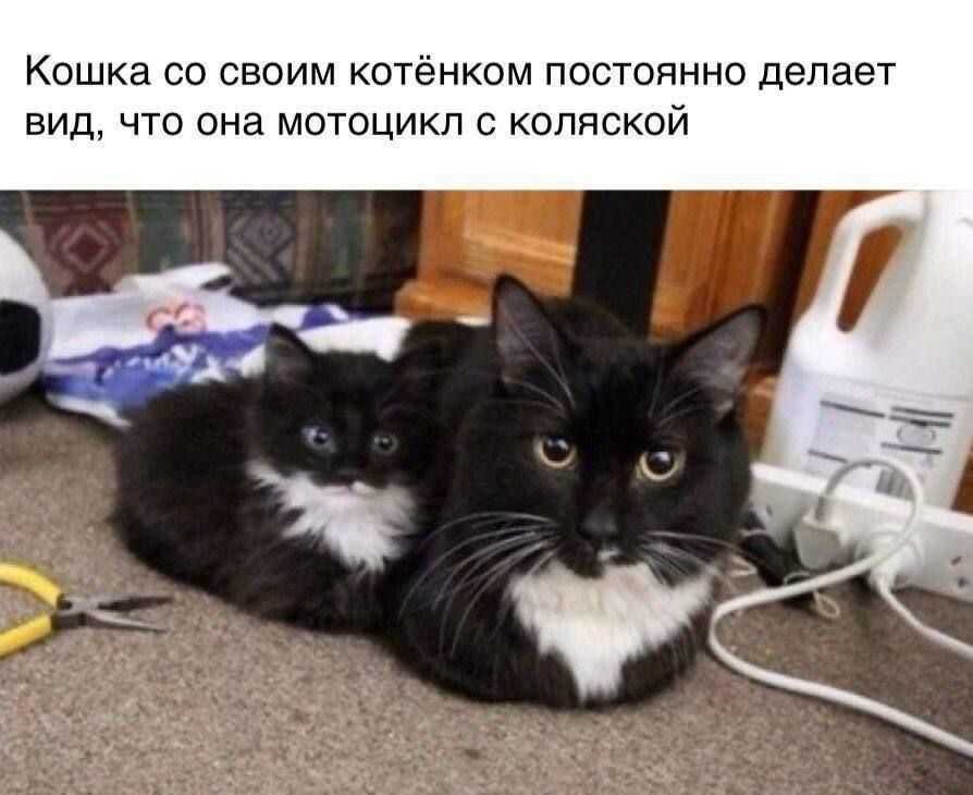 Кошка со своим котёнком постоянно делает вид, что она мотоцикл с коляской