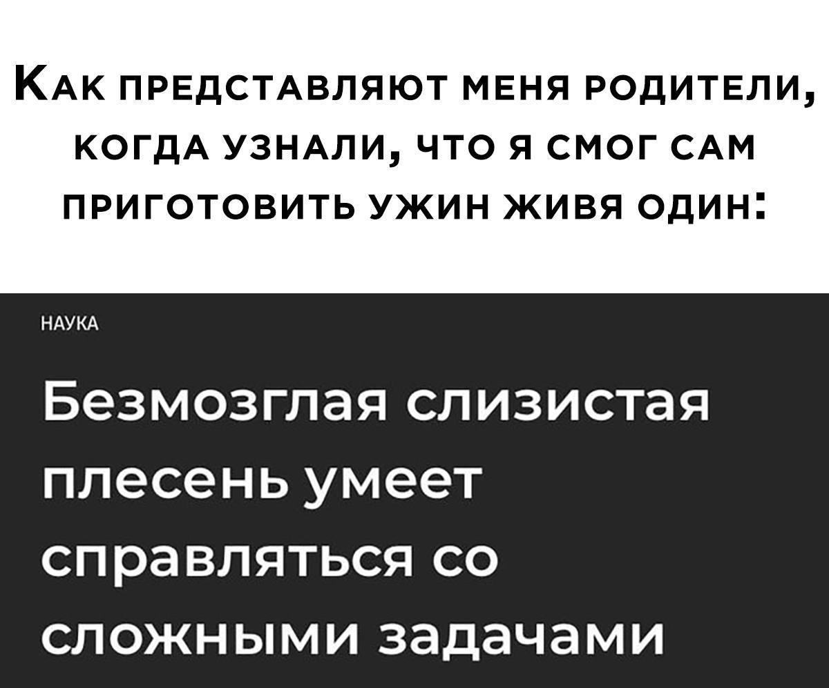 Как представляют меня родители, когда узнали, что я смог сам приготовить ужин живя один:

Безмозглая слизистая плесень умеет справляться со сложными задачами