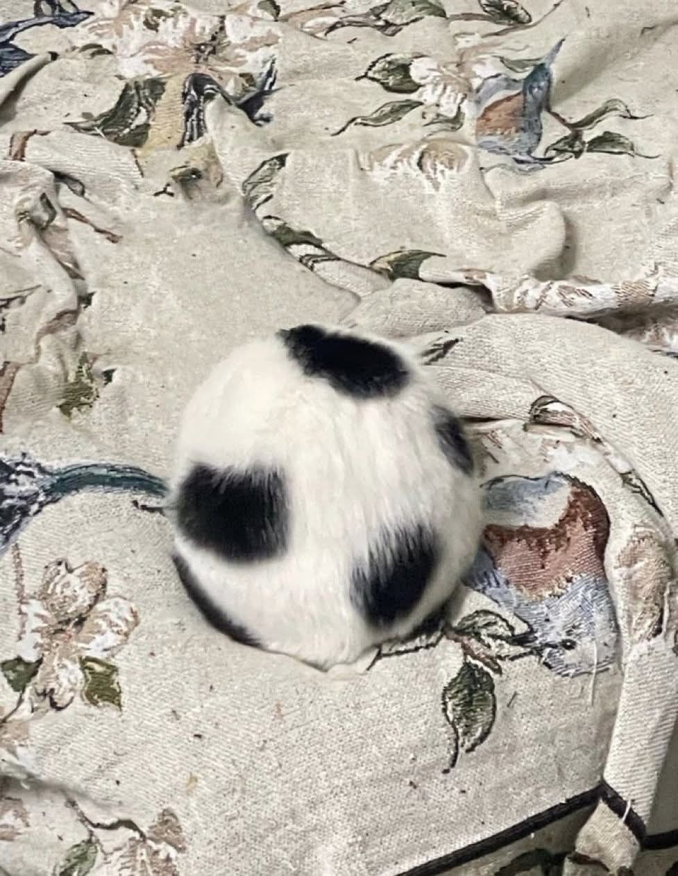 Пушистый котёнок с чёрными пятнами на белом на пледе.