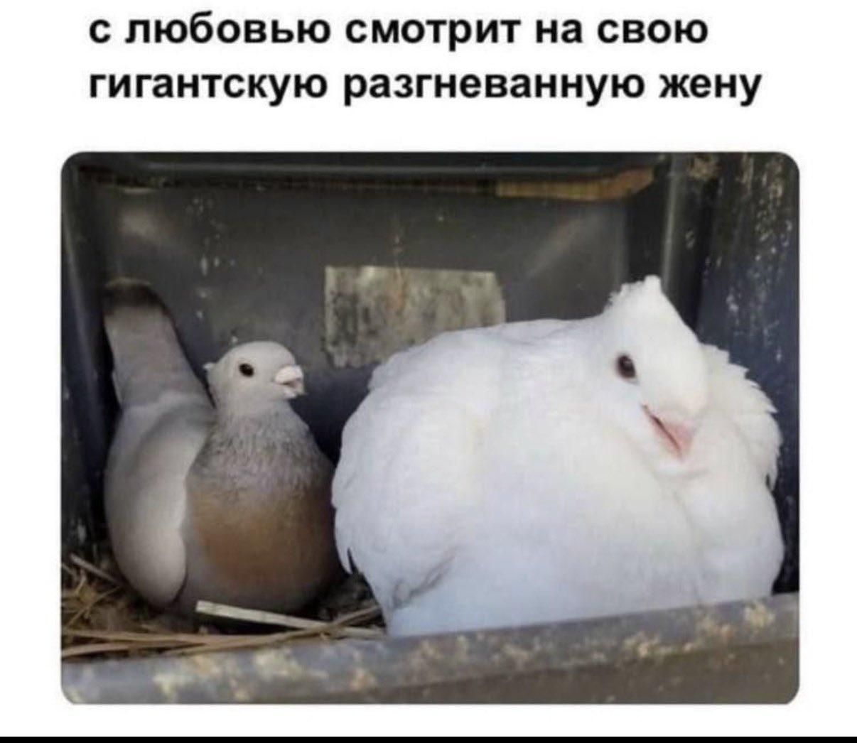 с любовью смотрит на свою гигантскую разгневанную жену