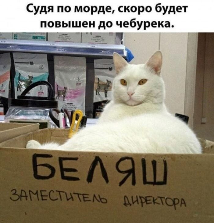 Судя по морде, скоро будет повышен до чебурека. БЕЛЯШ ЗАМЕСТИТЕЛЬ ДИРЕКТОРА