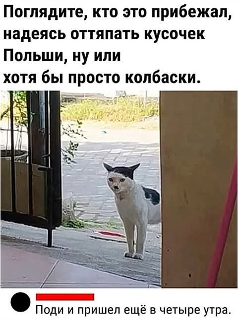 Поглядите, кто это прибежал, надеюсь оттяпать кусочек Польши, ну или хотя бы просто колбаски. Поди и пришел ещё в четыре утра.