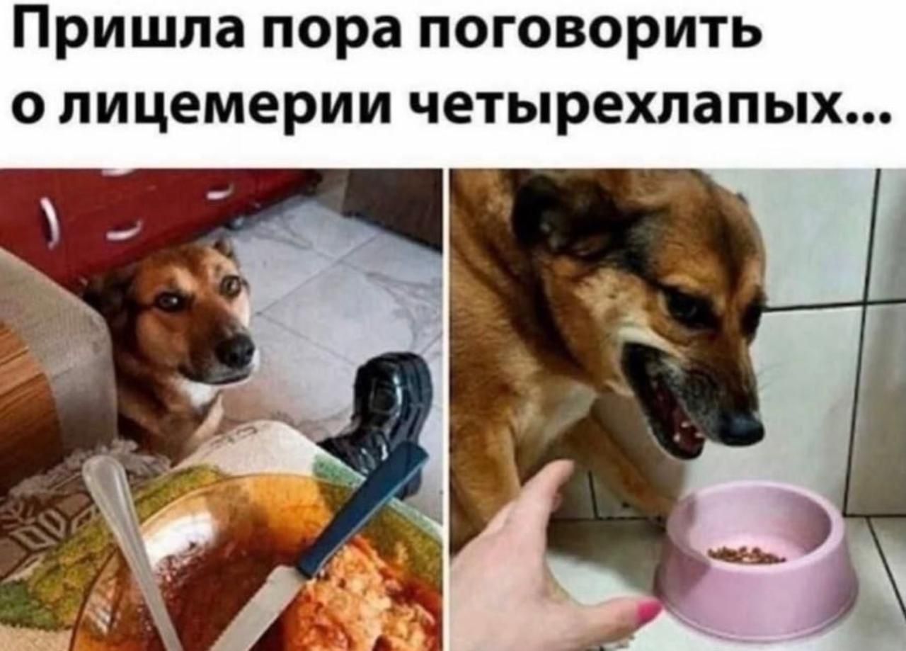 Пришла пора поговорить о лицемерии четырехлапых... На левой картинке собака смотрит на еду человека, на правой - рычит на свою миску с едой.