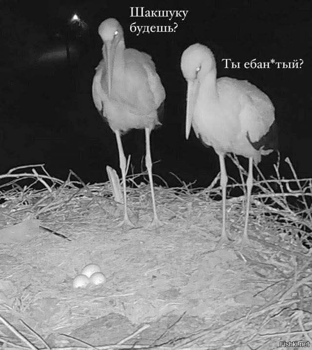 Шакшуку будешь? Ты ебан*тый?