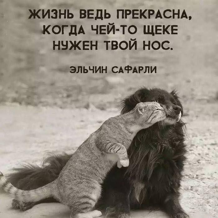 жизНь ведь ПРЕКРАСНА КОГДА чей то ЩЕКЕ нужен твой нос ЭЛЬЧИН САФАРЛИ