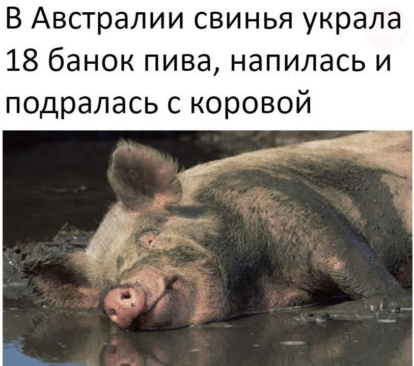 В Австралии свинья украла 18 банок пива напилась и подрапась с коровой
