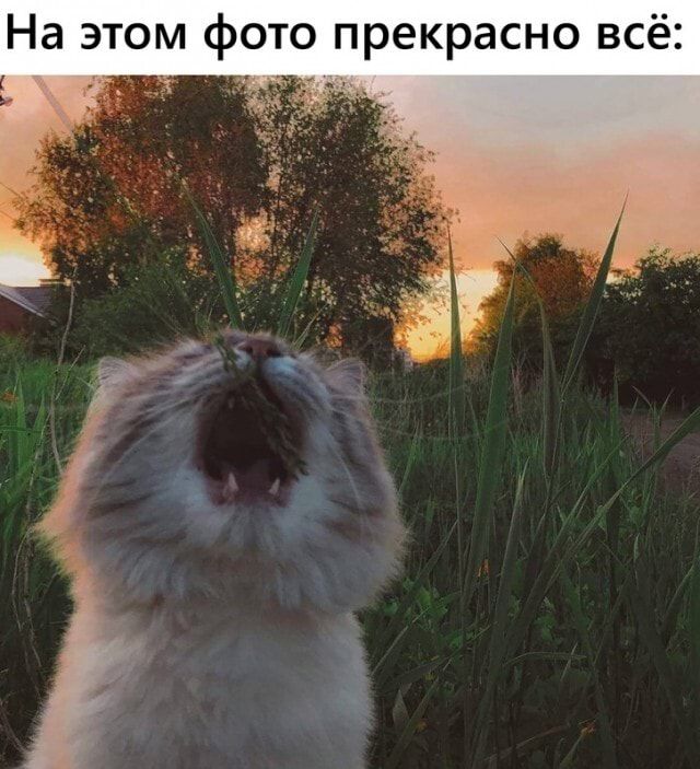 На этом фото прекрасно всё