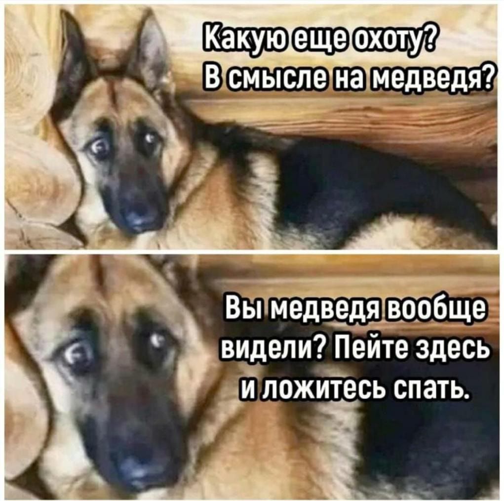 ж вы медведя вообще видели Пейте здесь