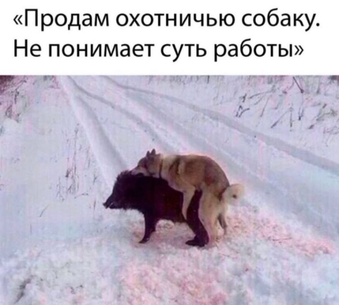 Продам охотничью собаку Не понимает суть работы