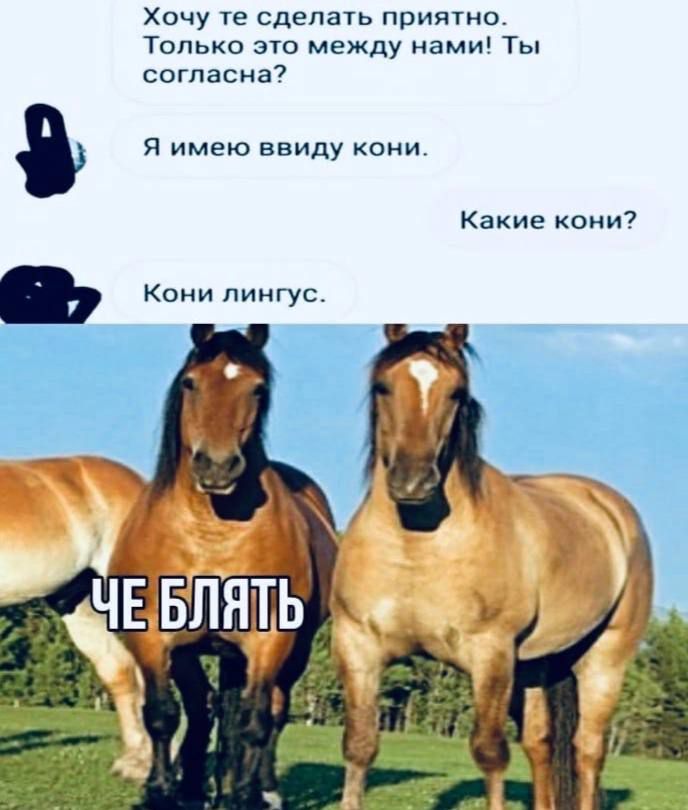 Хочу те сделать приятно Только это между нами Ты согласна7 я имею ввиду кони Какие кони Кони лингус