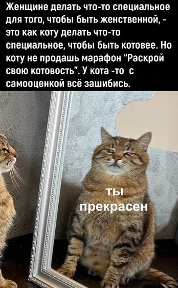 Женщине делать что то специальное для того чтобы Быть женственной это как коту делать что то специальное чтобы быть котовее Но коту не продашь марафон Раскрой свою котовость У кота то самооценкой всё зашибись