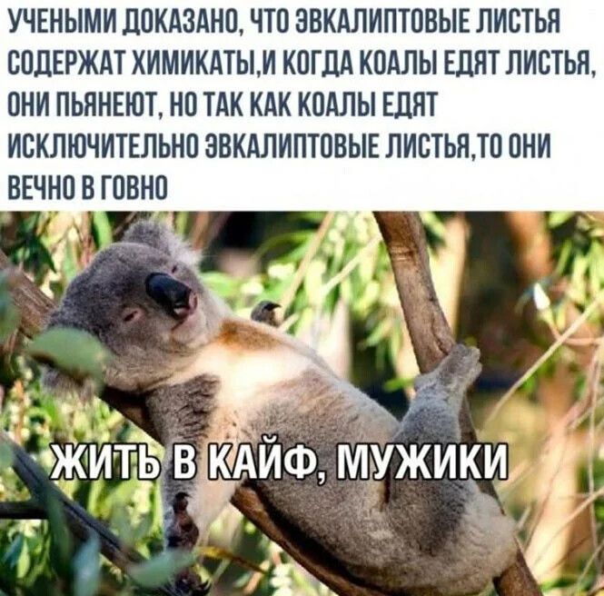 УЧЕНЫМИ ЛОКАЗАНО ЧТО ЗВКАЛИПТОВЫЕ ЛИВТЬН СОЛЕРЖАТ ХИМИКАТЫИ КОГДА КОАПЫ ЕДЯТ ПИВТЬП ОНИ ПЬННЕЮТ НО ТАК КАК КОАПЫ ЕДНТ ИСКЛЮЧИТЕЛЬНО ЗВКАЛИПТПВЫЕ ЛИСТЬМО ОНИ ВЕЧНО О ГОВНО