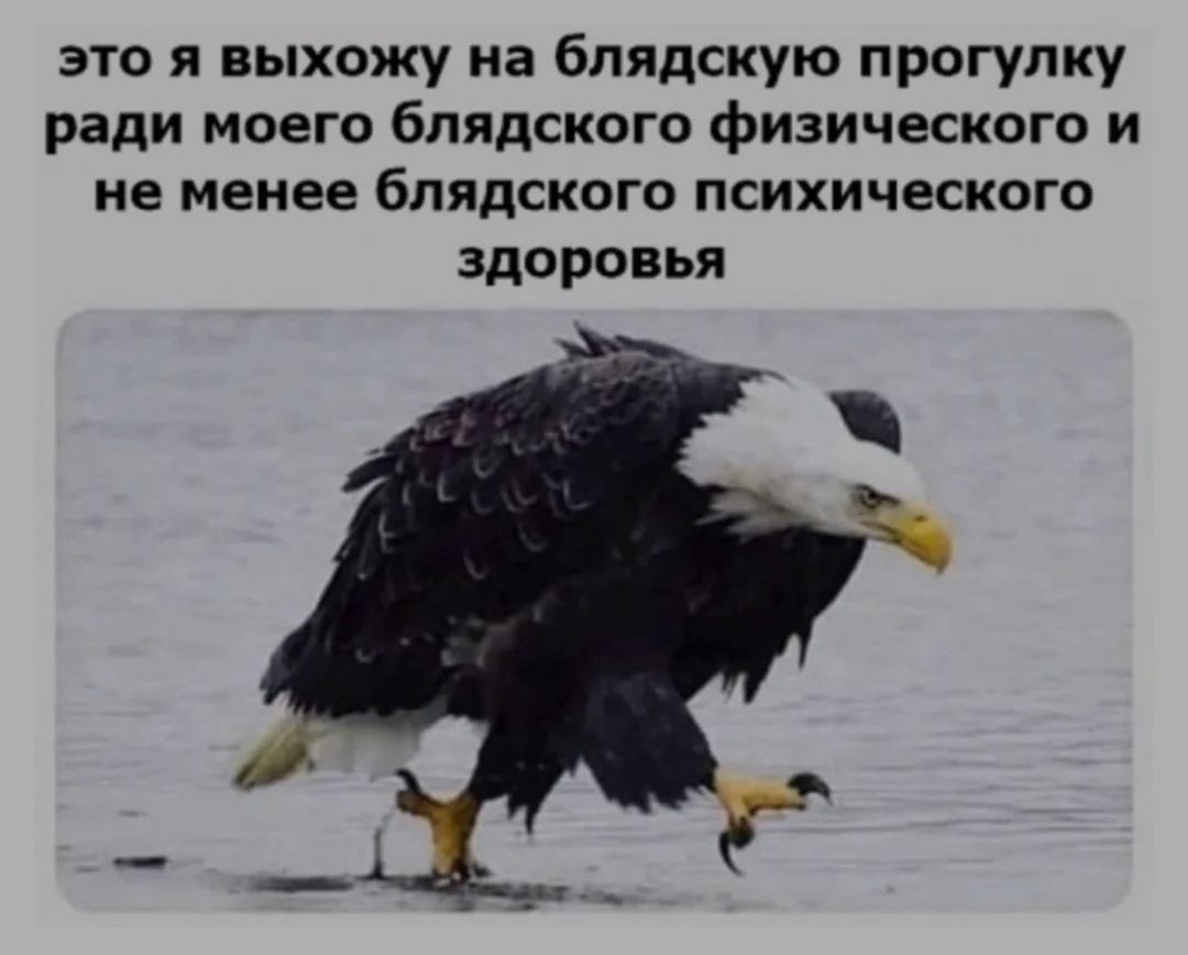 это я выхожу на бпядскую прогулку ради МОЕГО бЛЯдСКОГО физического И не менее бпядского психического здоровья